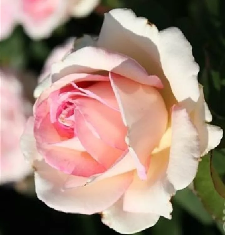 Edelrose 'Souvenir de Baden-Baden' ®