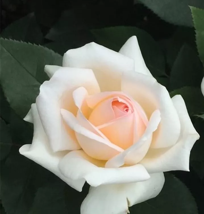 Edelrose 'Tresor du Jardin'