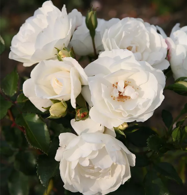 Strauchrose 'Weiße Wolke'®(s)