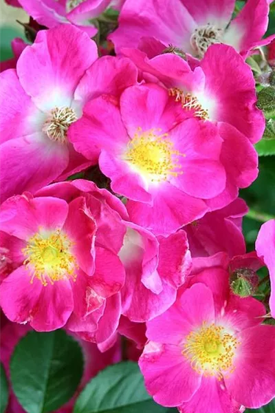 Rosa 'American Pillar'