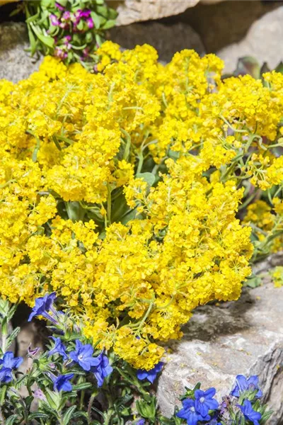 Alyssum montanum 'Berggold'