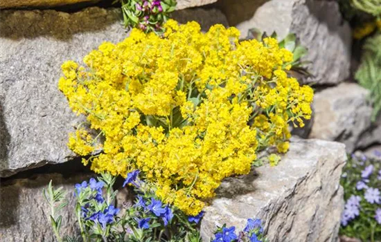 Alyssum montanum 'Berggold'