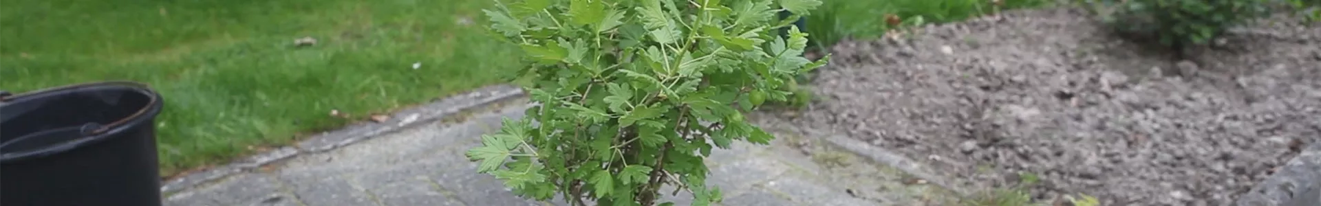 Stachelbeere - Einpflanzen im Garten (thumbnail).jpg